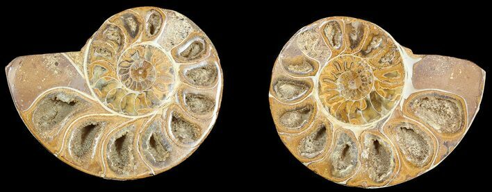 Cut & Polished, Agatized Ammonite Fossil - Jurassic #53835